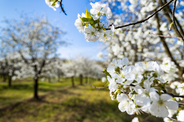 flowering cherry orchard near Cejkovice, Southern Moravia, Czech Republic