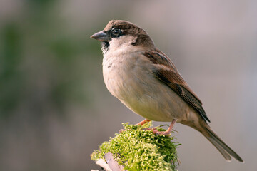 GORRION COMUN PASSER DOMESTICUS