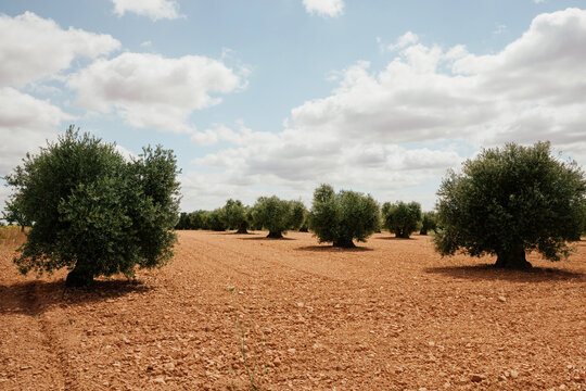 Olive tree field at noon on a hot day. Landscape photo