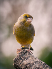 VERDERON COMUN CHLORIS CHLORIS