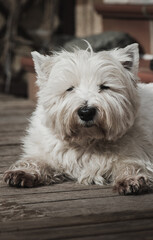 West Highland White Terrier old dog posing at the house backyard while sunbathing.