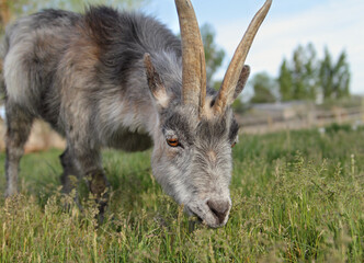 gray goat grazing on green grass close up