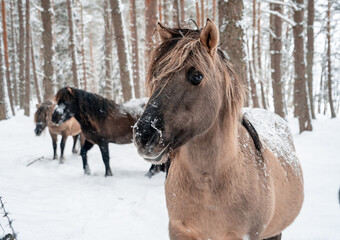 Some brown wild horses in the winter snowy forest (371)