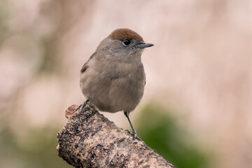 CURRUCA CAPIROTADA SYLVIA ATRICAPILLA