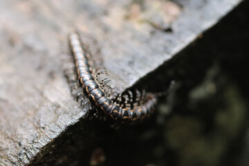 close up of a caterpillar