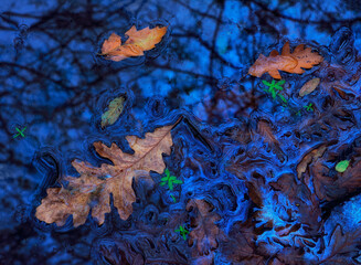 close-up of fallen autumn leaves and aquatic plants above the swamp, where biofilm proliferates