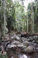 stream in the forest