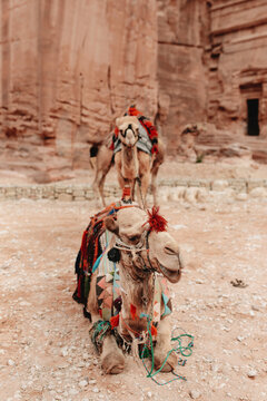 Funny cute camels on sandy ground near historic Al Khazneh temple in Petra