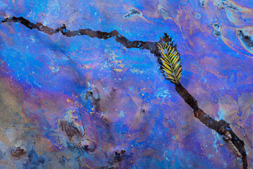 A leaf landed on top of the biofilm layer causing a crack in the color