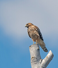 Red-Shouldered Hawk Perched Atop Tree