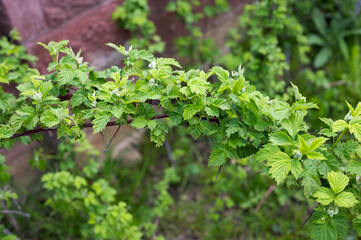 young gooseberry bushes, in the sun