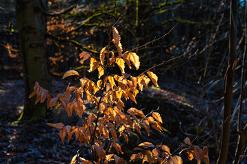 Orange leaves on a tree branch in beautiful early morning golden light
