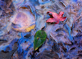 close-up abstraction to the biofilm of the swamp where several leaves of nearby trees have fallen.