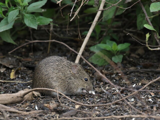 Hispid Cotton Rat in South Texas