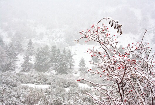 Rose hip bush with red berries covered with snow growing in winter forest - Powered by Adobe