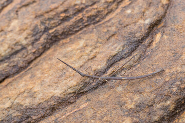 Jumping Stick insect seen close to Cristalia in Minas Gerais, Brazil