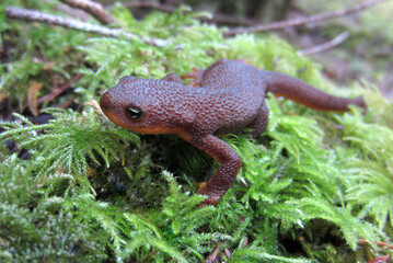 Rough-skinned Newt up Close