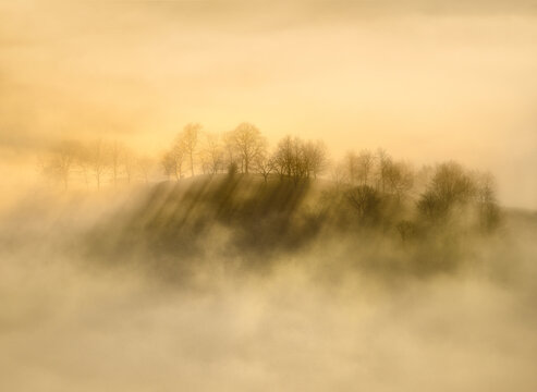 Photography of a misty and sunny sunrise in the forest