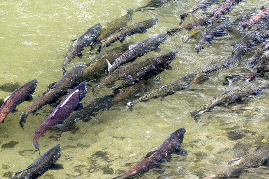 King Salmon Spawning