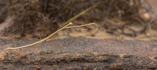 Praying mantis seen in natural habitat close to the Town of Cristalia in Minas Gerais, Brazil