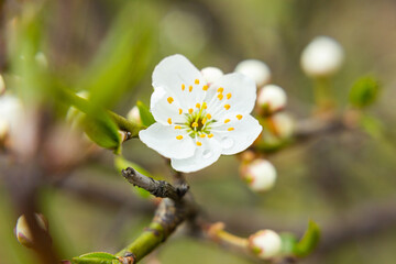 Macro photo of white flower whith water drop. Spring time.