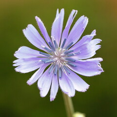 spring time and colors. blue and purple flower