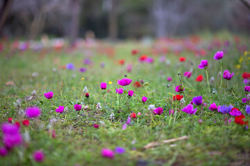 spring lawn on which multi-colored flowers grow