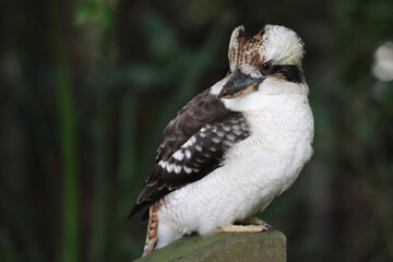 white faced vulture