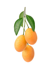 Bunch of Fresh sweet marian plum with leaves and water droplets isolated on white background.