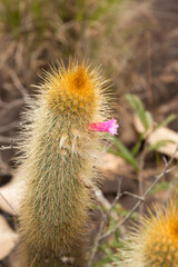 A flowering plant of the CactusMicranthocereus auriazureus in natural habitat close to Cristalia in Minas Gerais, Brazil