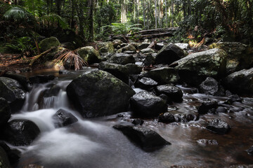 stream in the forest