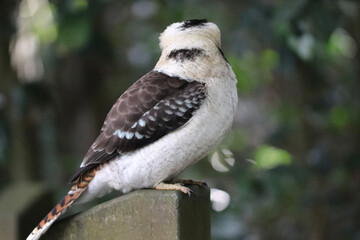 red tailed hawk