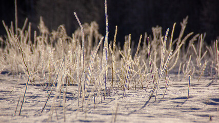 closeup of plants with hoarfrost