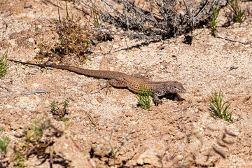 lizard on the rock