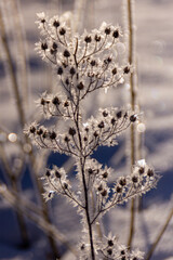 closeup of plants with hoarfrost