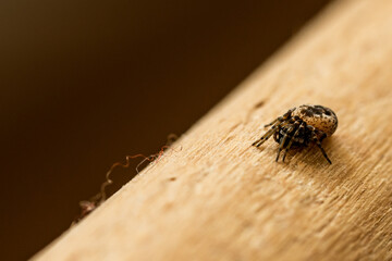 kleine Spinne