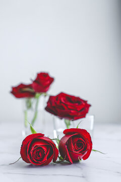 Fresh blooming bright red buds of rose flowers in glasses with water arranged on marble table with petals against white background
