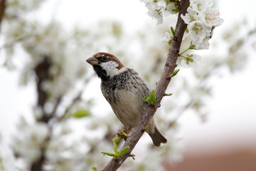 spanish sparrow with flowers. sparrow on plum tree in spring