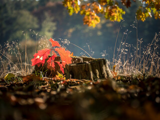Autumn mood in nature