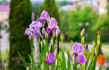 Purple irises in the park on a flower bed