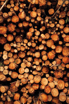 Pile of cut tree trunks and branches arranged together in forest as abstract background