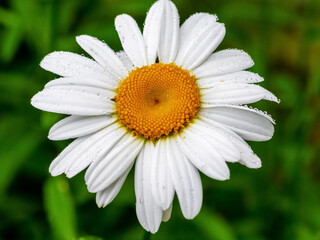 Fototapeta premium White chamomile close up with raindrops on petals
