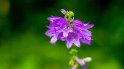 Purple bellflowers in the forest on a dark blurred background, selective focus