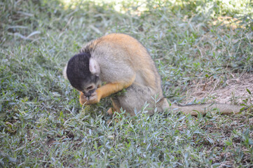 Small monkey eating from the ground