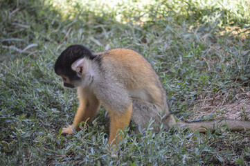 Small monkey eating from the ground
