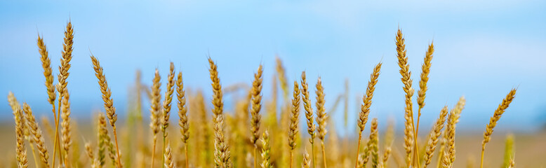 Fototapeta premium Wheat field with large ripe spikelets on a background of blue sky, panorama