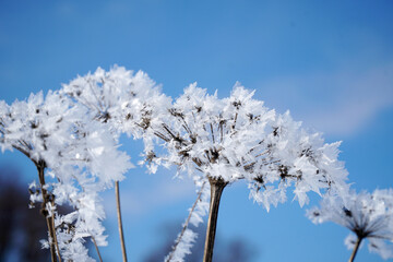 Snow and ice on the branches of bushes. winter background with twigs covered with hoarfrost. Plants...