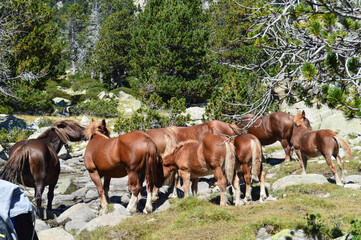 Naklejka na ściany i meble Herd of horses in the mountains