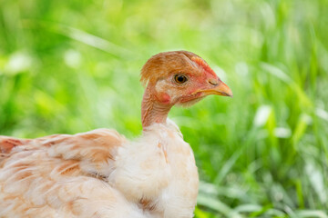 Young chicken with a bare neck in the garden on a background of green grass