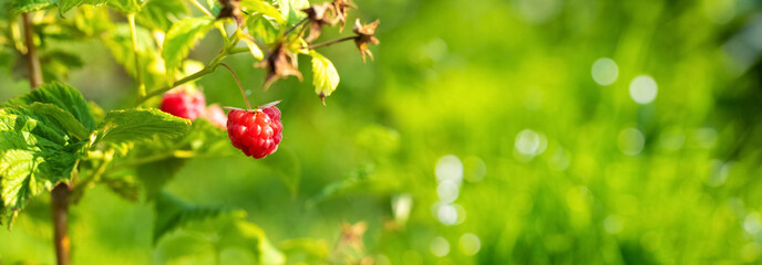 Red berries of raspberries in the garden on a blurred background, panorama, copy space